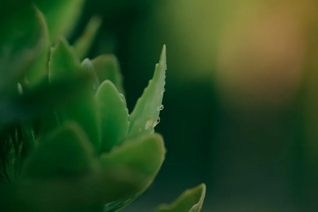 2. Sedum (Stonecrop): The Toughest Succulent in the Border (Image Credits: Unsplash)