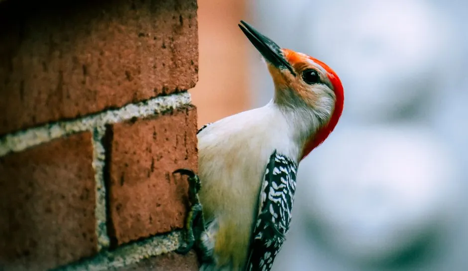 The Type of Siding Makes a Bigger Difference Than You'd Think (Image Credits: Pexels)