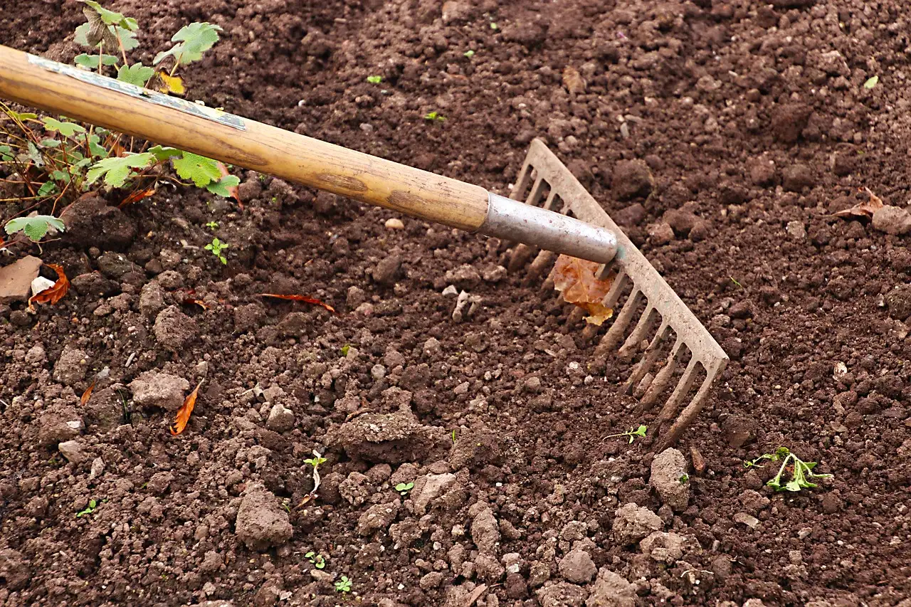 Overwintering Insects Depend on What You're About to Rake Away (Image Credits: Pixabay)