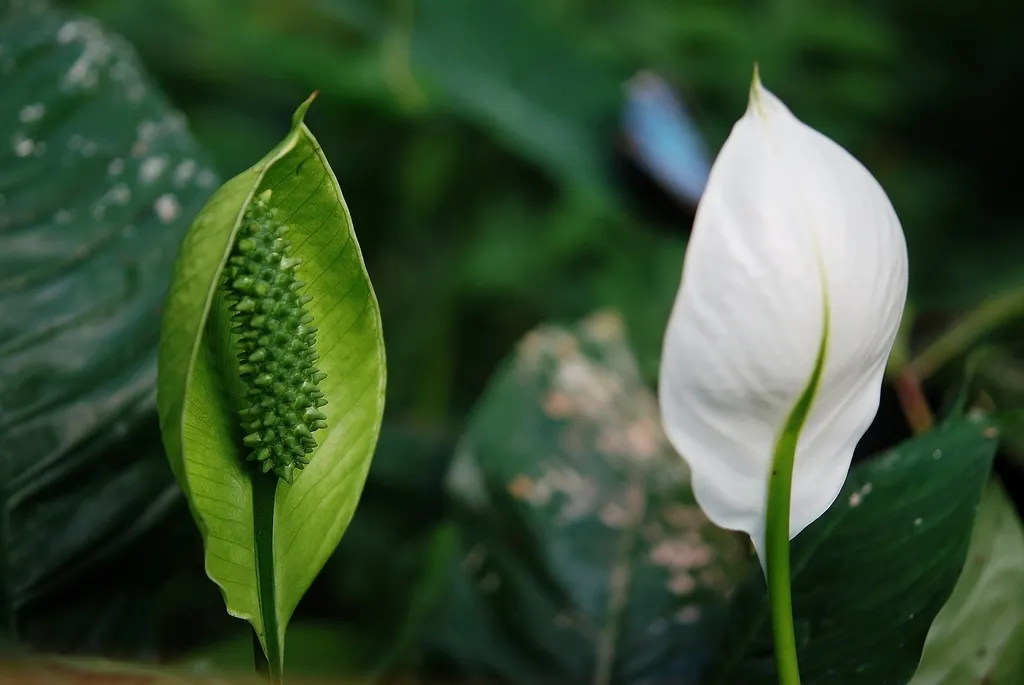 Peace Lily: Resilience That Isn't Afraid to Show the Struggle (Image Credits: Rawpixel)