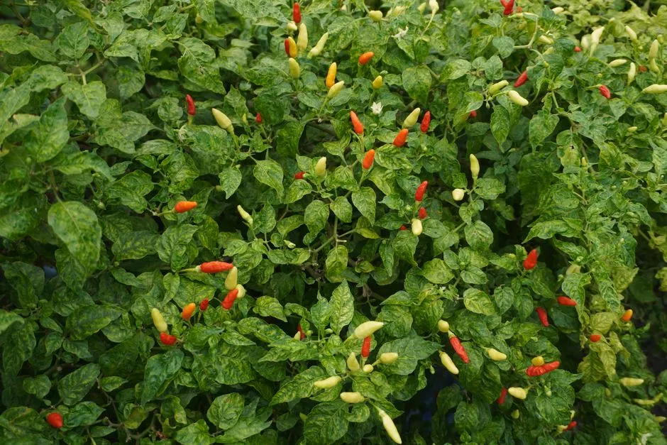 Pest and Disease Pressure Is Stealing Growth Potential (Image Credits: Pexels)