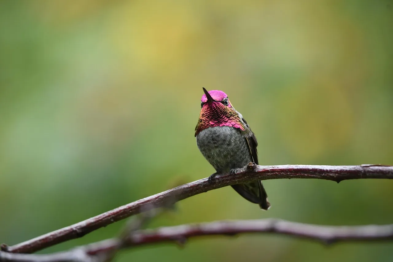 Nesting Season Keeps Them Close to Home (Image Credits: Pixabay)