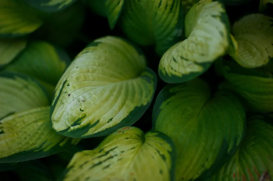 The Core Problem: Shade Plants Are Built Differently (Image Credits: Pexels)
