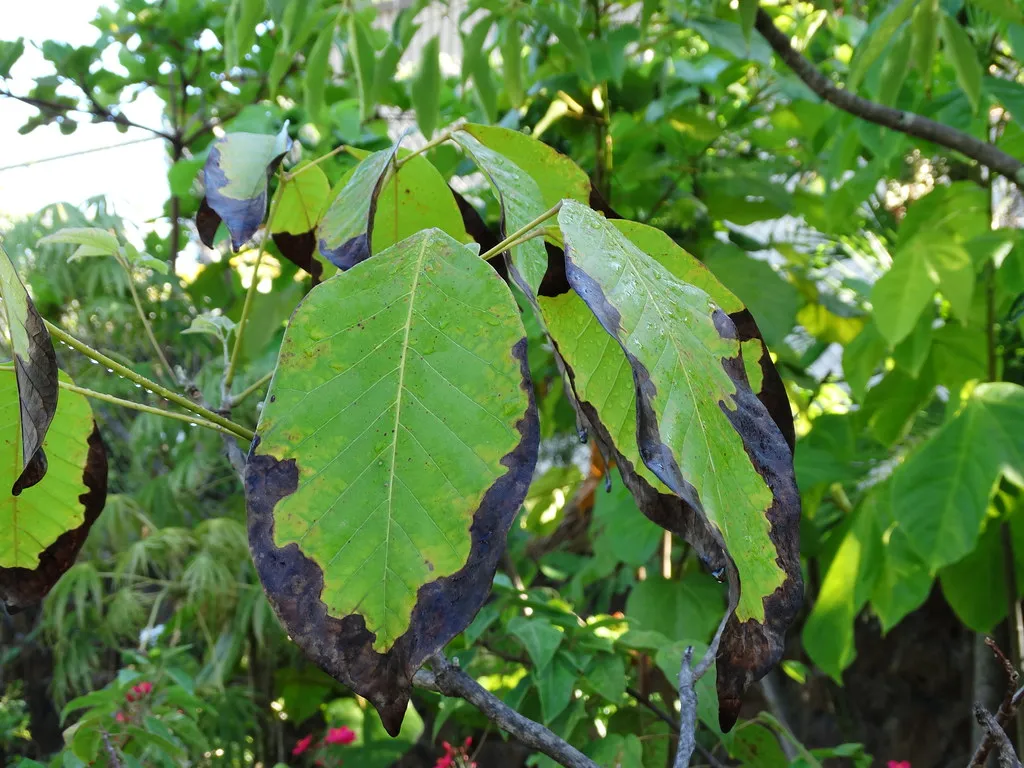 What Stressed Shade Plants Are Trying to Tell You (Image Credits: Flickr)