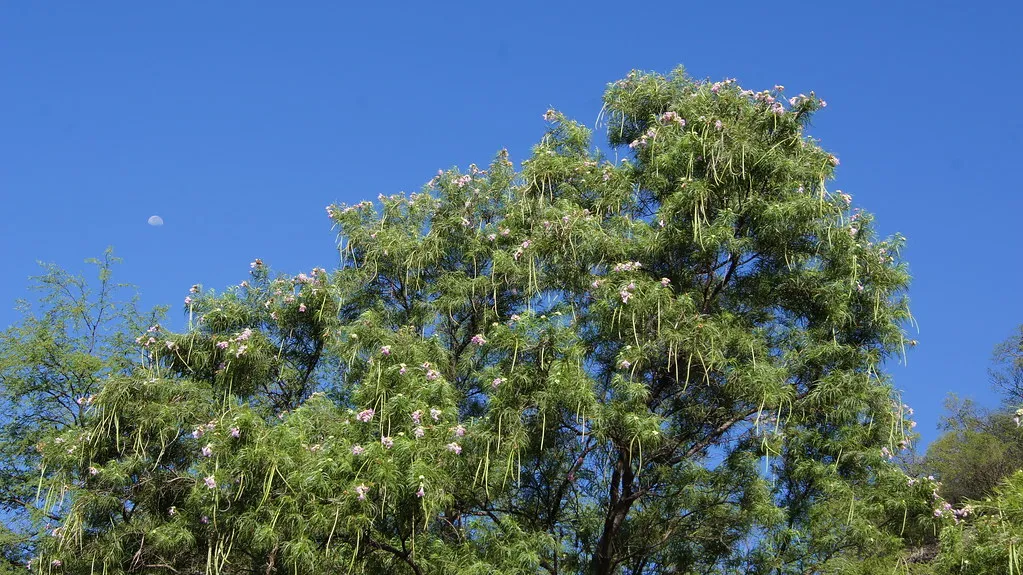 Desert Willow: Light Shade With Big Personality (sergioniebla, Flickr, CC BY-SA 2.0)