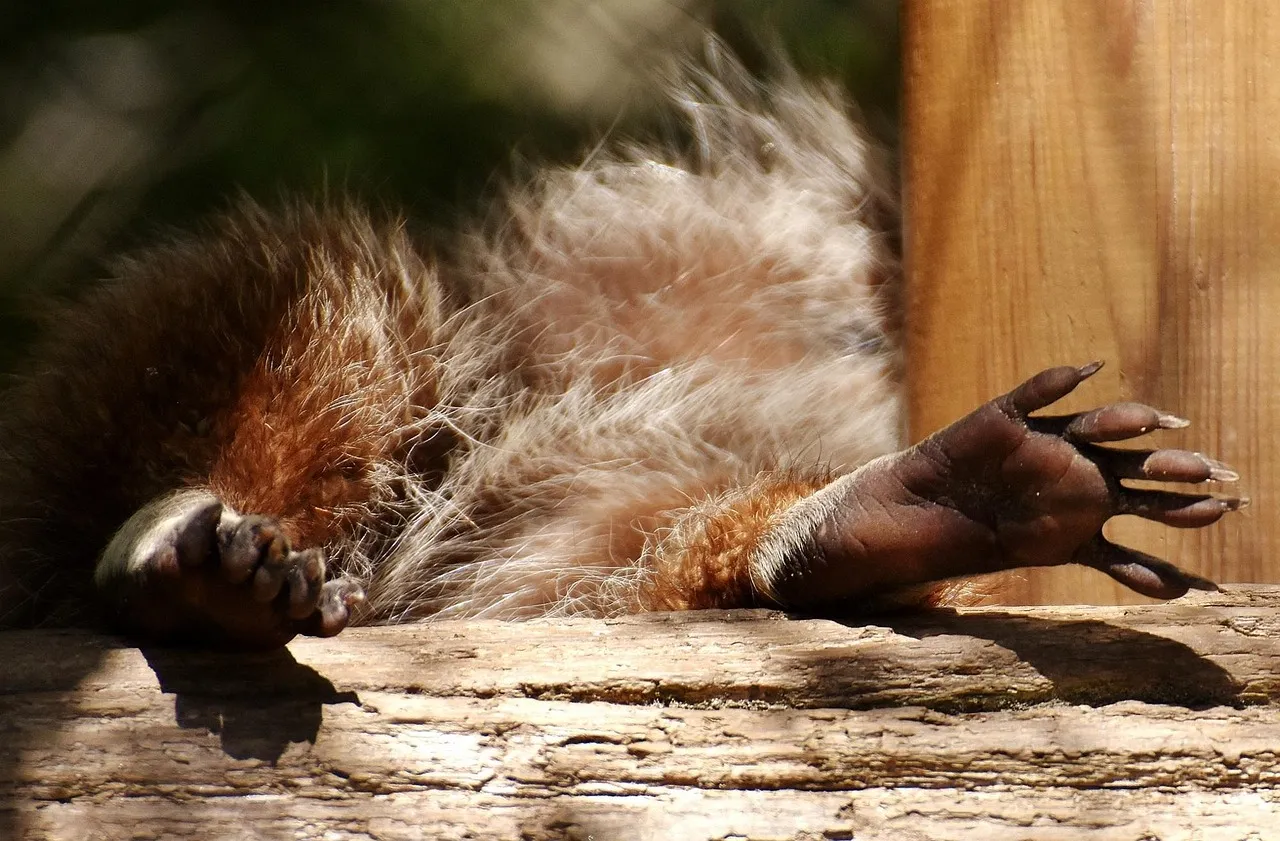 Raccoon Paws Are Extraordinary Sensory Tools (Image Credits: Pixabay)