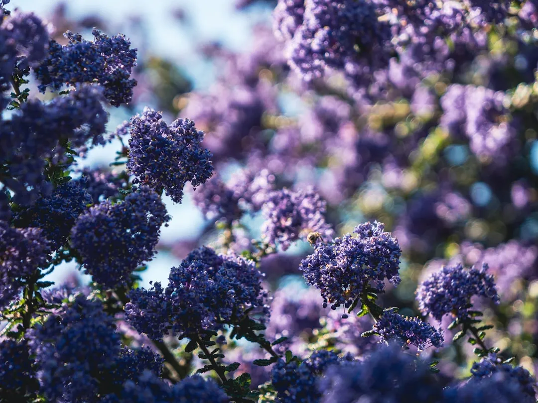 1. Ceanothus (California Lilac): The Coast's Most Dependable Bloomer (Image Credits: Unsplash)