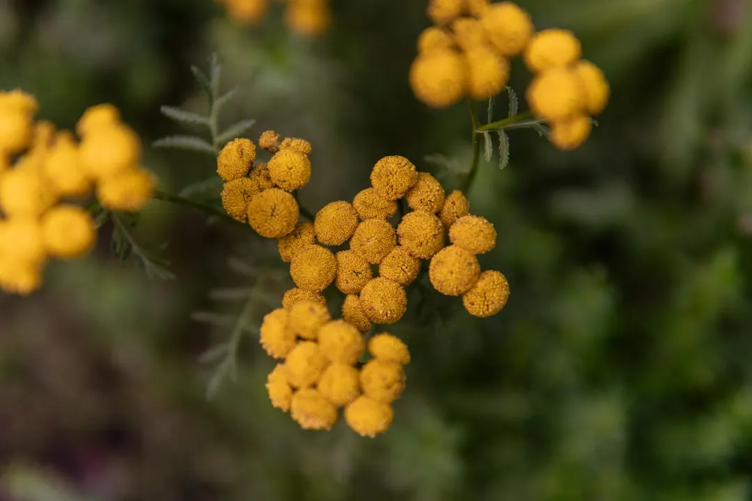 Understanding How Plant-Based Repellents Actually Work (Image Credits: Unsplash)