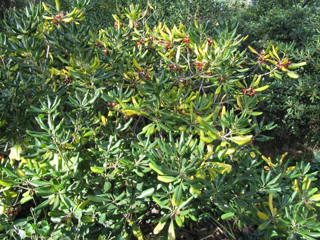 Combining Plants for a Layered Privacy Screen (wallygrom, Flickr, CC BY-SA 2.0)