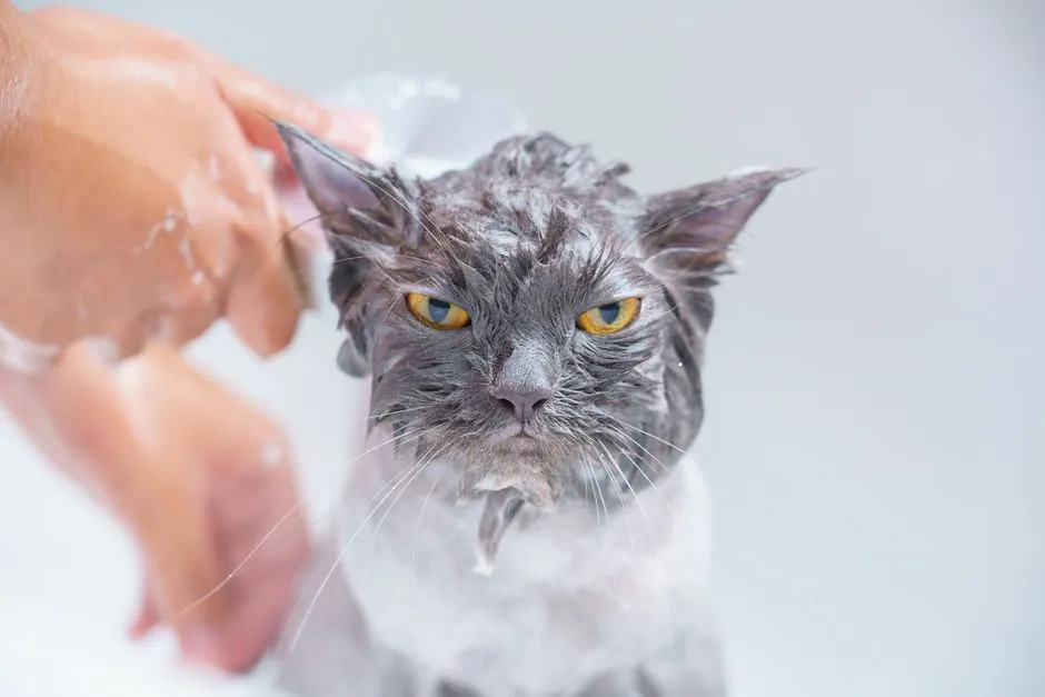 5. Bathing Too Frequently or Not Brushing Before a Bath (Image Credits: Pexels)