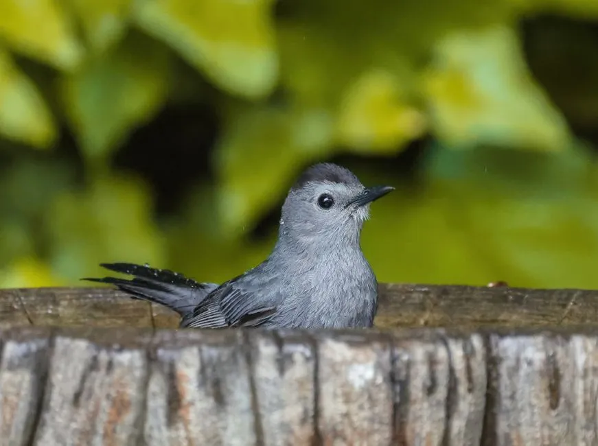 The Catbird: The Underestimated Mimic (Image Credits: Pexels)