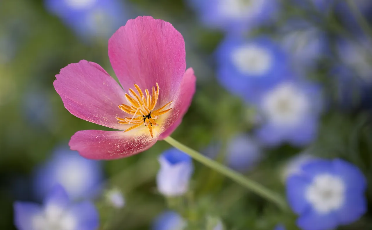 Plant 1: California Fuchsia (Epilobium canum) (Image Credits: Pixabay)