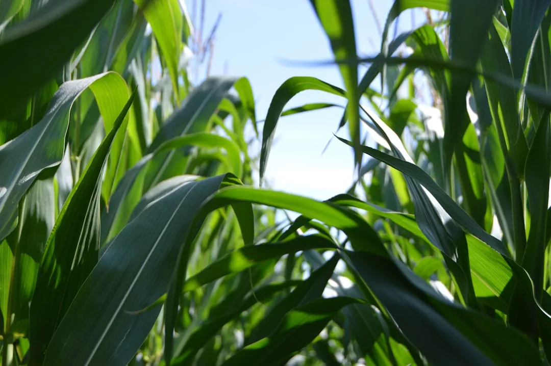 Maize Benefits Substantially - Especially With Legumes (Image Credits: Unsplash)