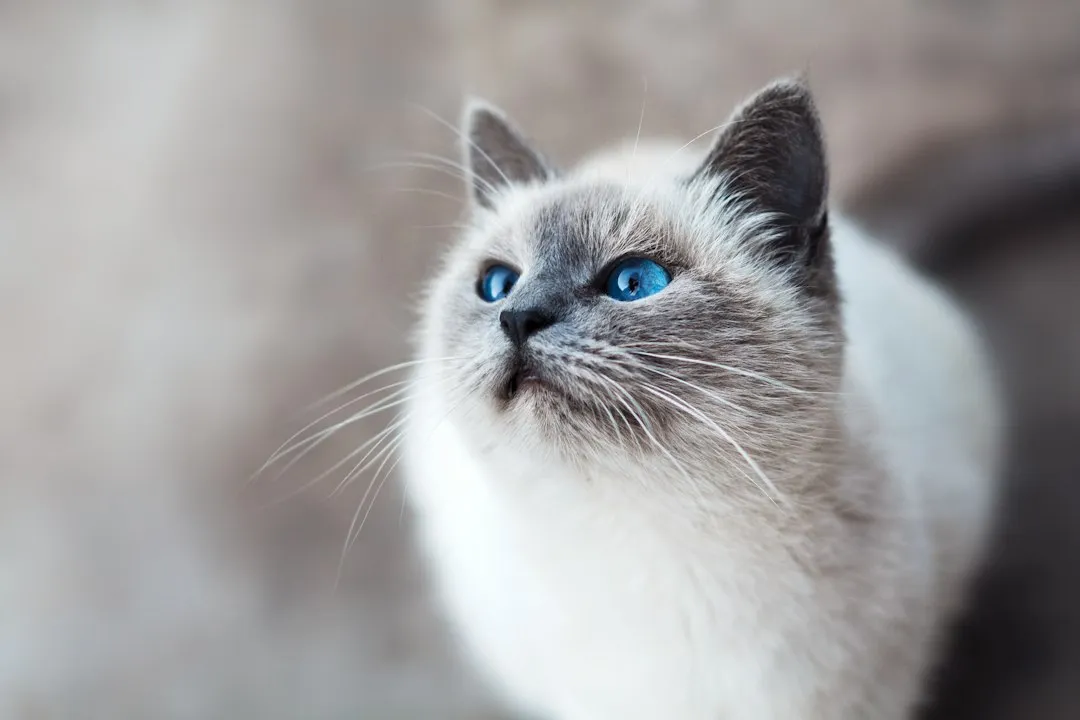 1. Ragdoll: The Original "Puppy Cat" (Image Credits: Unsplash)
