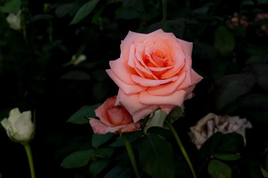 The One Watering Schedule That Actually Doubles Rose Bloom Count