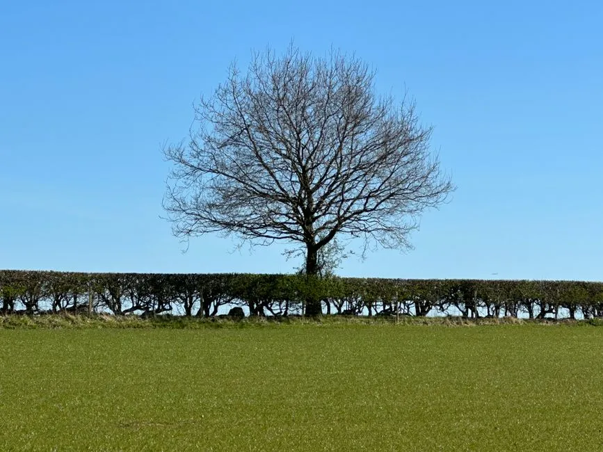 Removing a Shared Tree Without Permission Can Cost You Dearly (Image Credits: Pexels)