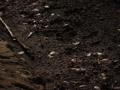 The Role of Geosmin, the Earthy Core of the Scent (Editions PhotoArt, Flickr, CC BY 2.0)