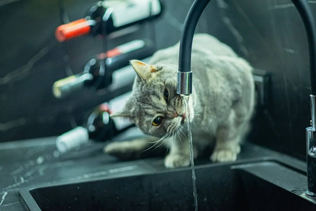 Why Moving Water Fascinates Even Water-Averse Cats (Image Credits: Unsplash)