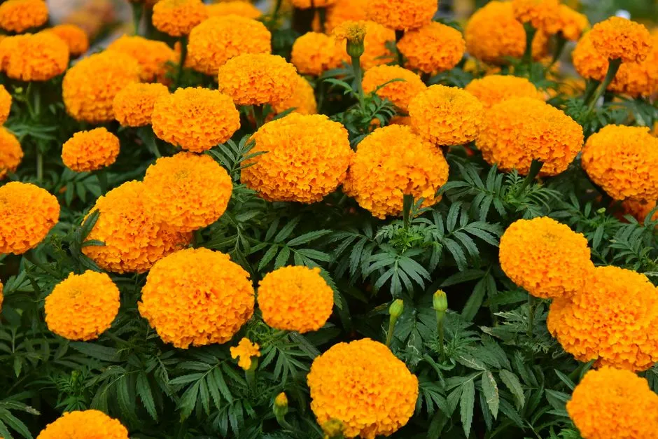 Companion Planting: The Old Wisdom That Still Holds Up (Image Credits: Pexels)