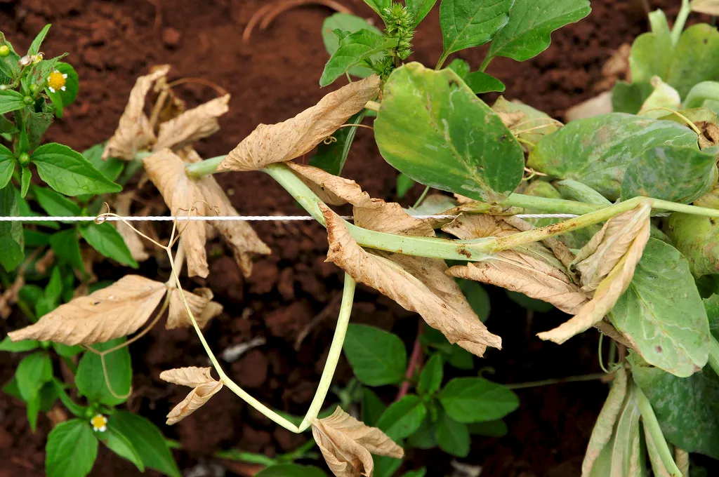Nitrogen Overload: The Most Common Culprit (CIAT International Center for Tropical Agriculture, Flickr, CC BY-SA 2.0)