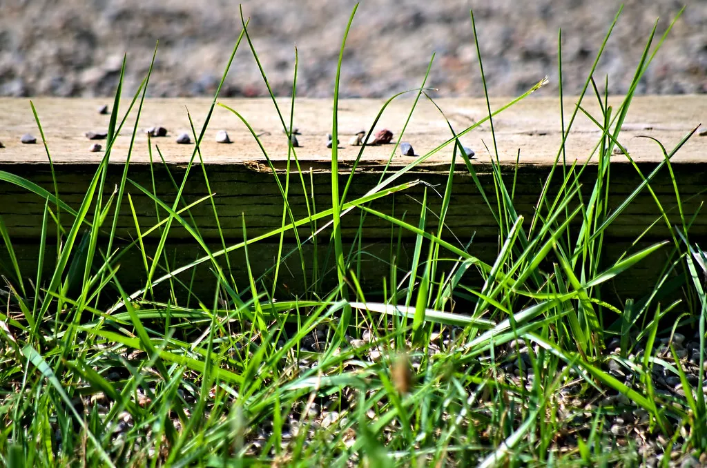 Mulch Retention and the Secondary Benefit You Might Be Missing (Image Credits: Flickr)