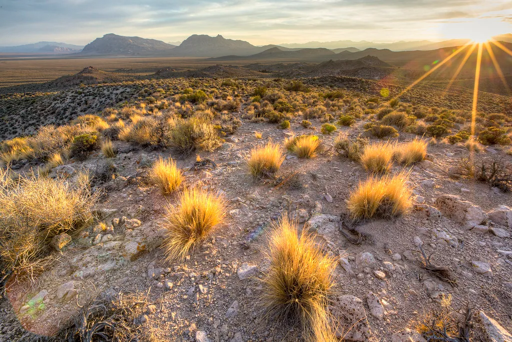 The Cactus Collector: Independent and Introverted (mypubliclands, Flickr, CC BY 2.0)