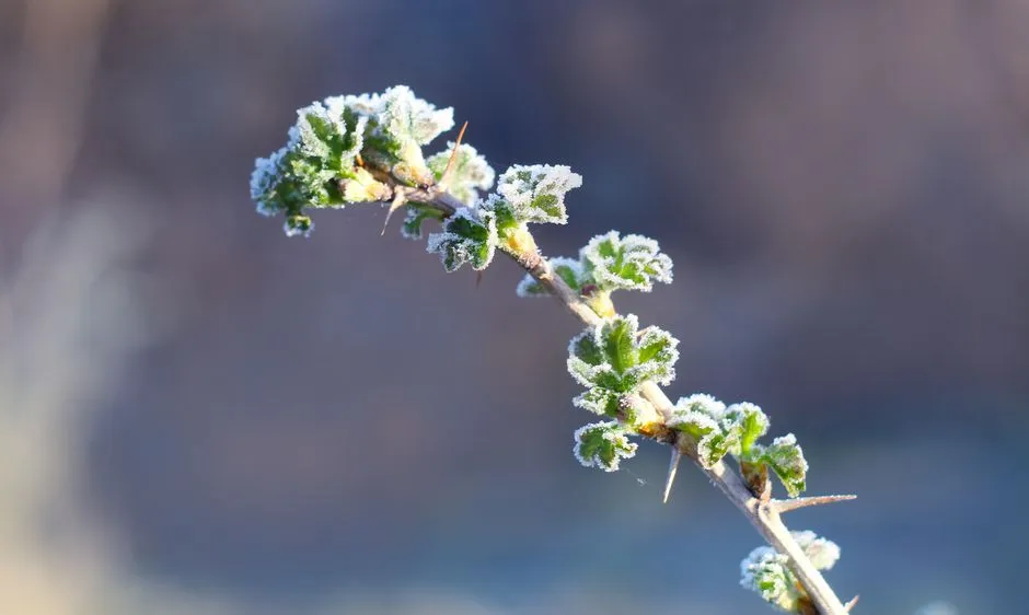 Planting Too Early in Spring Is the Most Common Mistake (Image Credits: Pexels)