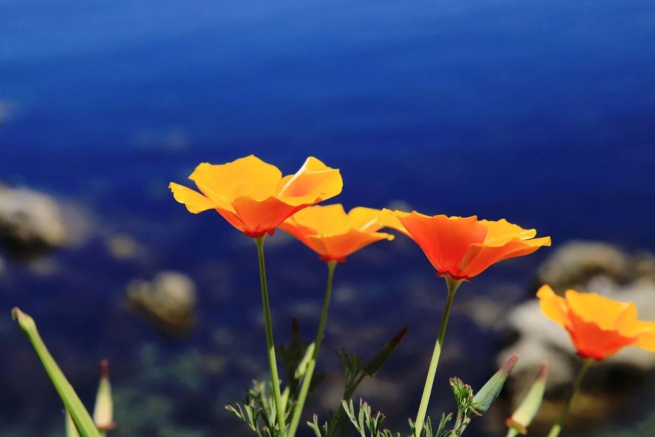 A Garden That Works With Ventura, Not Against It (Image Credits: Pixabay)