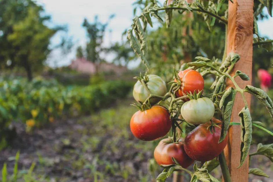 Other Vegetables Join the Tomato in Line (Image Credits: Pexels)