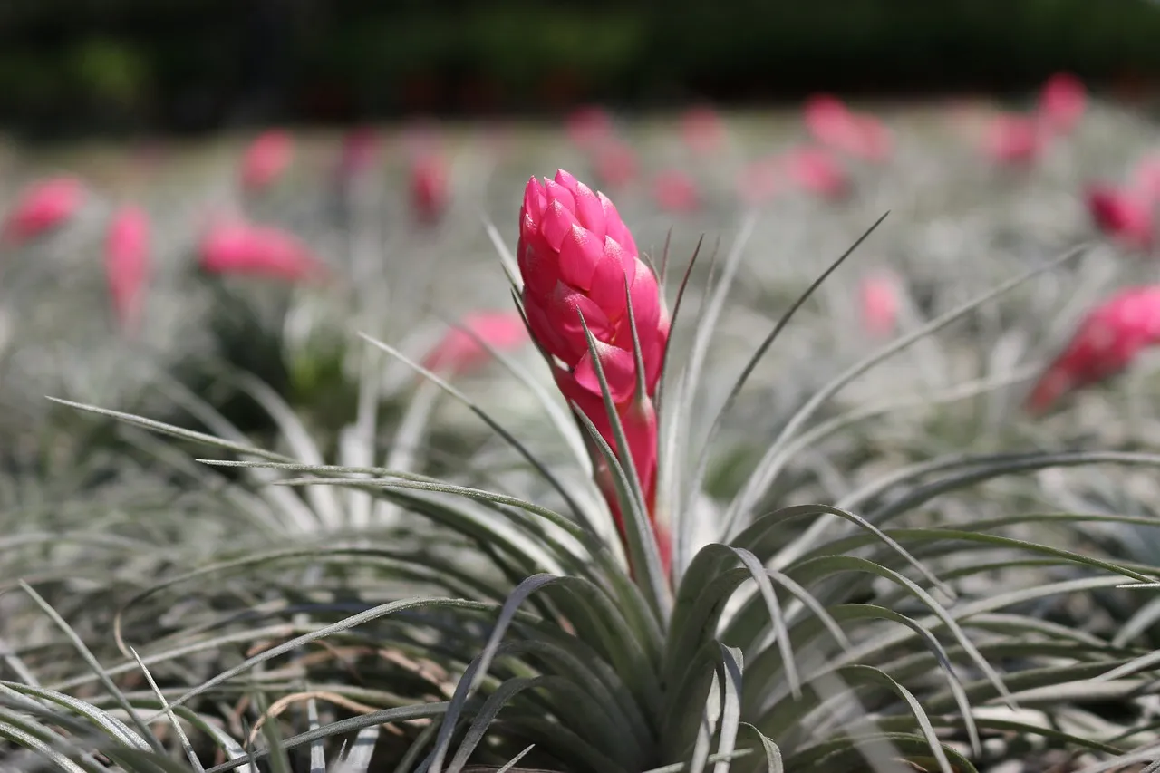 Tillandsia Ionantha: The Spontaneous Weekend Traveler (Image Credits: Pixabay)