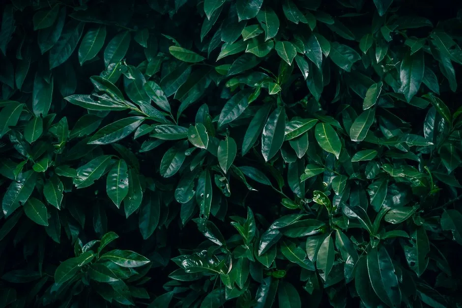 4. Skip Laurel: The Low-Maintenance Broadleaf Screen (Image Credits: Pexels)