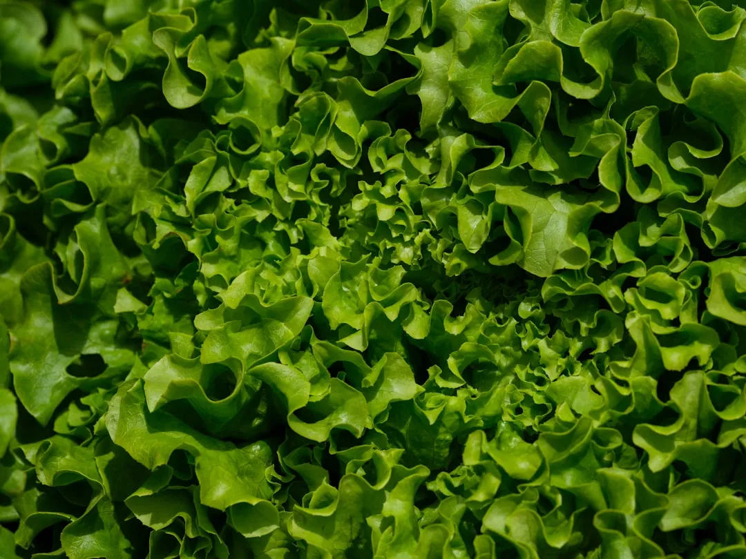 1. Lettuce: The Gateway Crop Every Beginner Needs (Image Credits: Unsplash)