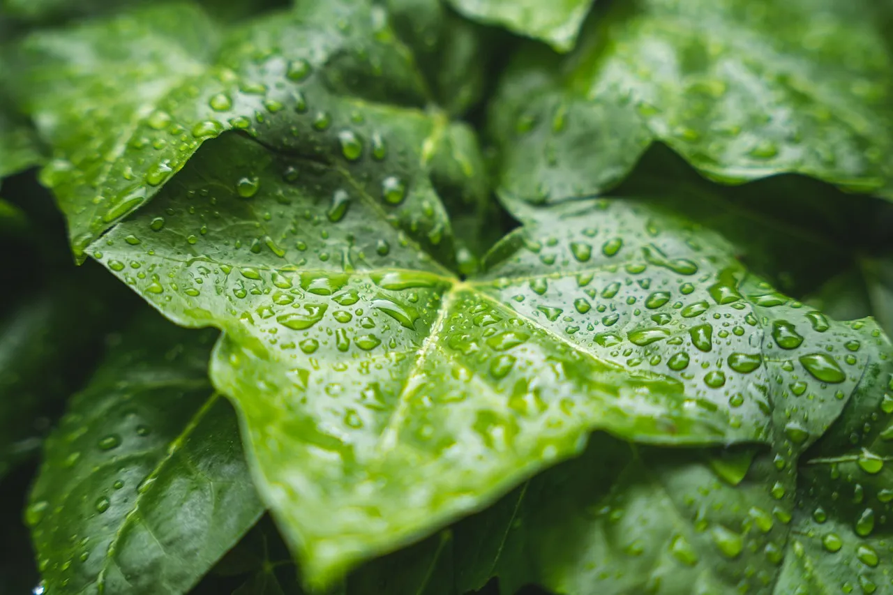 How Rain Physically Launches Scent Molecules into the Air (Image Credits: Pixabay)