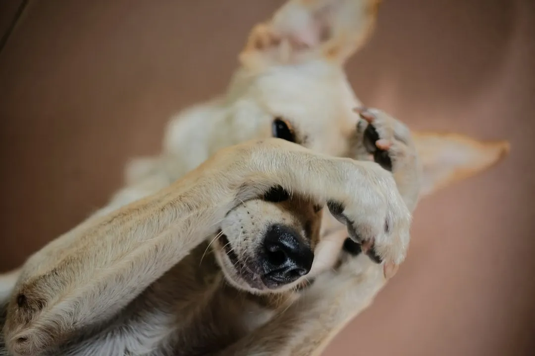 Not Every Dog Does It, and That's Fine Too (Image Credits: Unsplash)