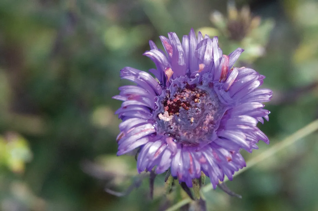 5. New England Aster (Symphyotrichum novae-angliae): The Fall Migration Fuel (Image Credits: Unsplash)