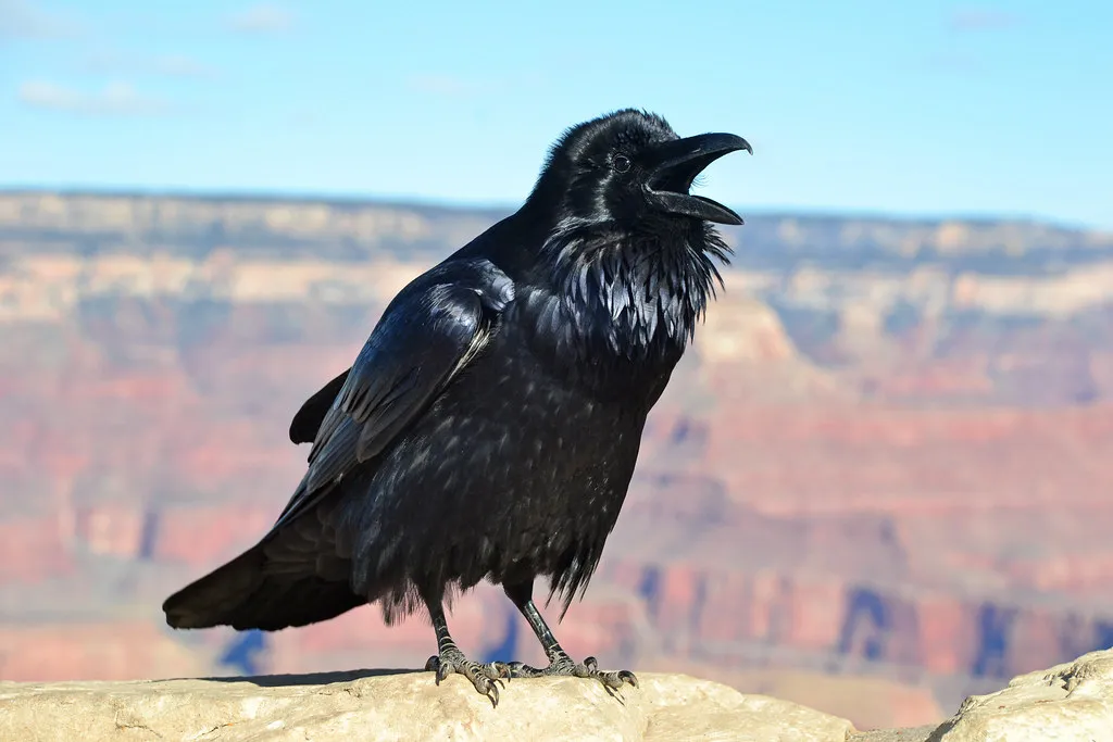 The Takeaway (Grand Canyon NPS, Flickr, CC BY 2.0)