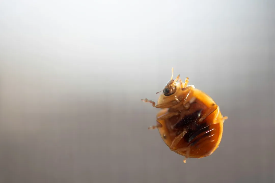 The Dust Mite Problem on Blinds (Image Credits: Unsplash)