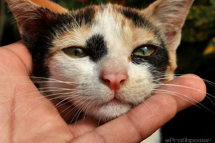 The "Three Terrible C's" Feline Behaviorists Talk About (PratikKadam, Flickr, CC BY 2.0)
