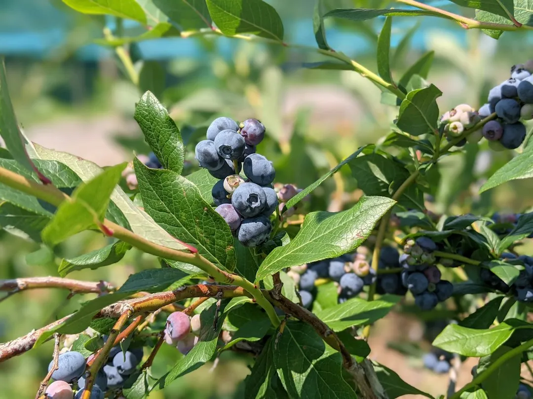 5. Chokeberry (Aronia species) (Image Credits: Unsplash)
