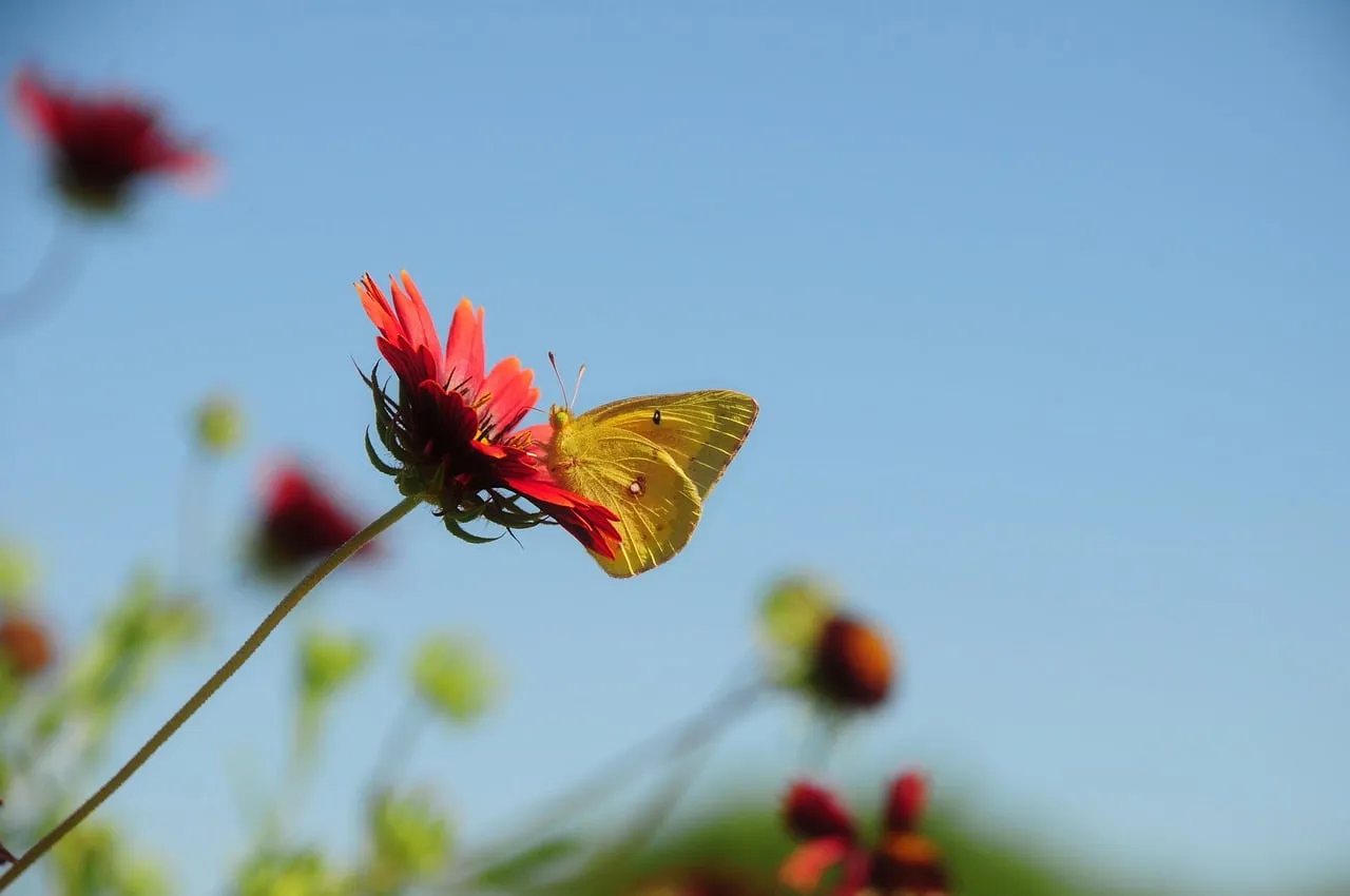 They Are Surprisingly Skilled Pollinators (Image Credits: Pixabay)