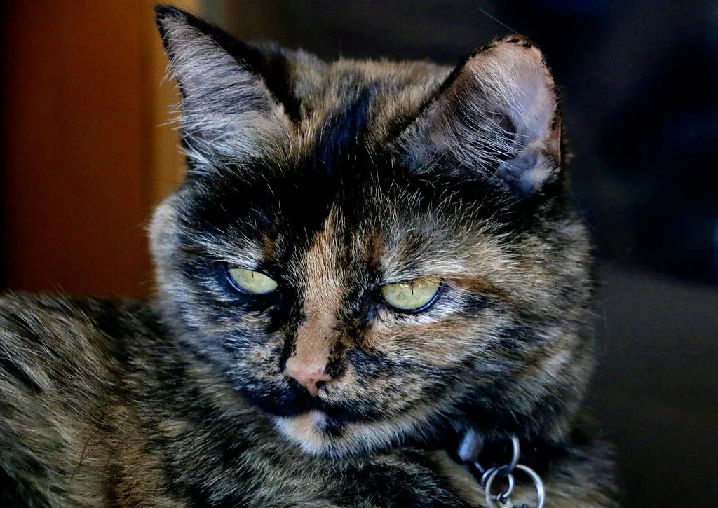 9. Introducing New Cats or Pets Too Quickly (Chic Bee, Flickr, CC BY 2.0)