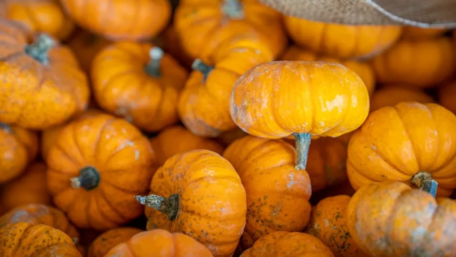 6. Plain Pumpkin: The Digestive Workhorse Hidden in Plain Sight (Image Credits: Pexels)