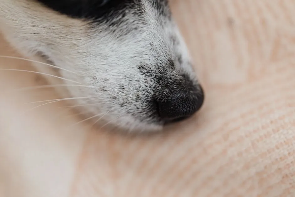 Where This Myth Actually Came From (Image Credits: Pexels)