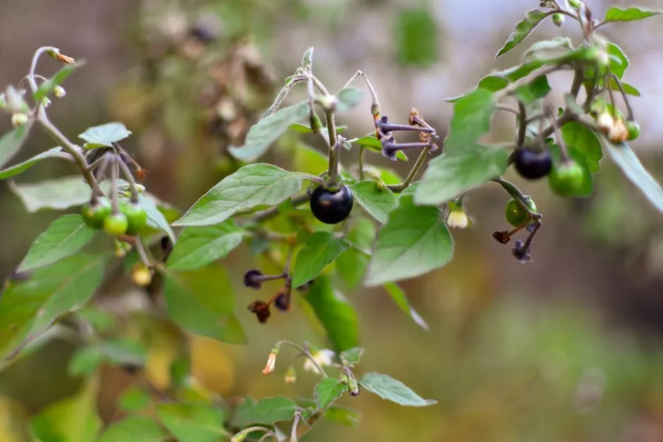 Bittersweet Nightshade: The Backyard Vine That Creeps Up Unnoticed (Image Credits: Pexels)