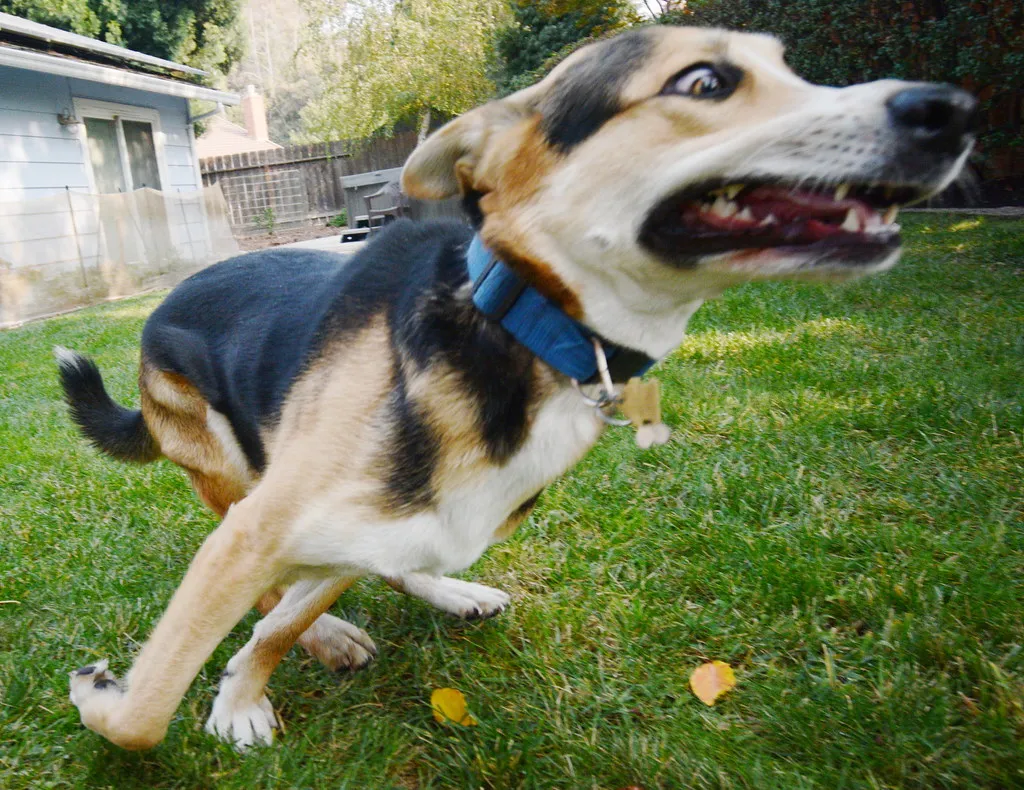 What Are "Zoomies," Exactly? (sonstroem, Flickr, CC BY 2.0)