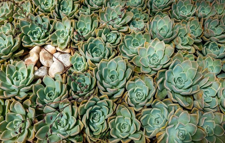 Designing for Year-Round Visual Appeal (Image Credits: Pexels)
