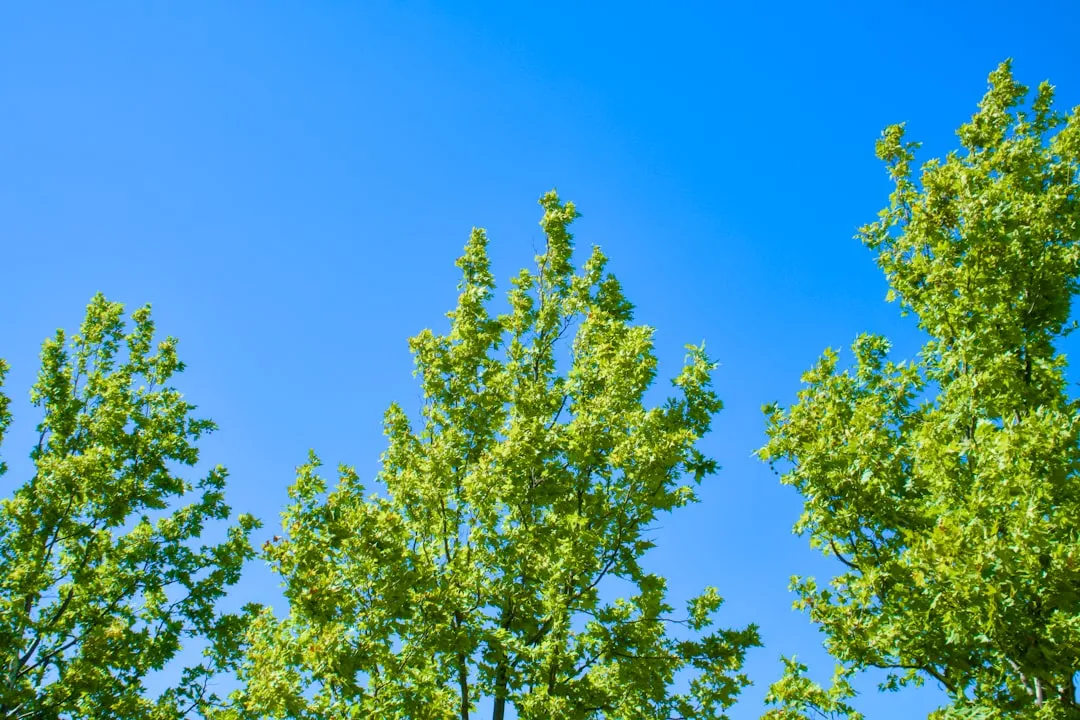 10. California Sycamore (Platanus racemosa): Bold, Native, and Summer-Dense (Image Credits: Unsplash)