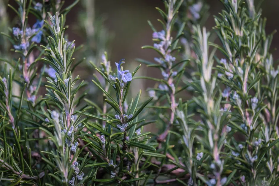 Plant 4: Rosemary (Salvia rosmarinus) (Image Credits: Pexels)
