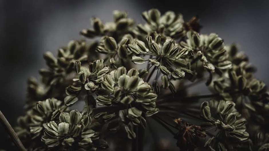 Angelica: The Underrated Giant of the Beneficial Insect Garden (Image Credits: Pexels)