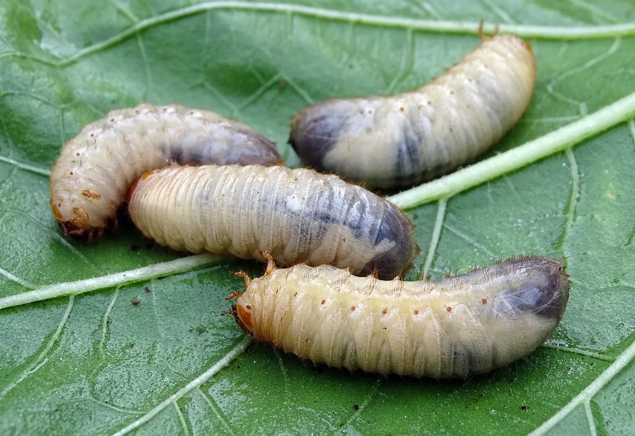 Grubs: The Root Cause Behind Many Visits (Image Credits: Pixabay)